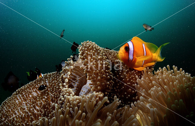 Rode zee anemoonvis (Amphiprion bicinctus)