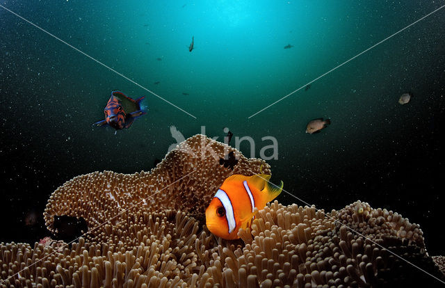 Rode zee anemoonvis (Amphiprion bicinctus)