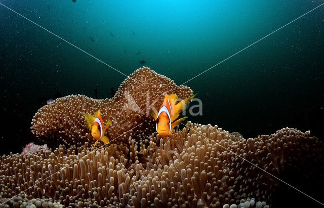 Rode zee anemoonvis (Amphiprion bicinctus)