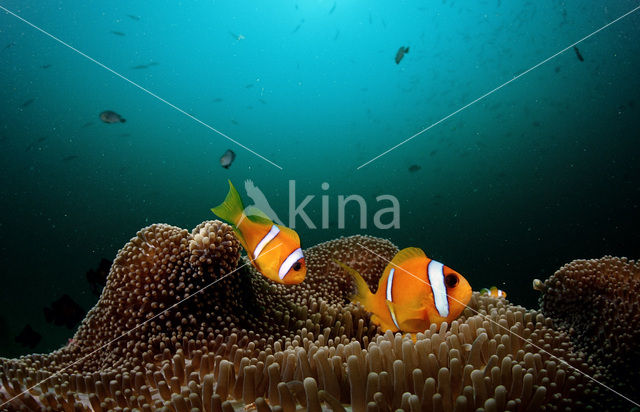 Rode zee anemoonvis (Amphiprion bicinctus)