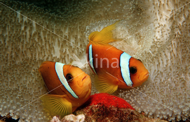 Rode zee anemoonvis (Amphiprion bicinctus)