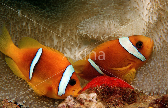 Rode zee anemoonvis (Amphiprion bicinctus)