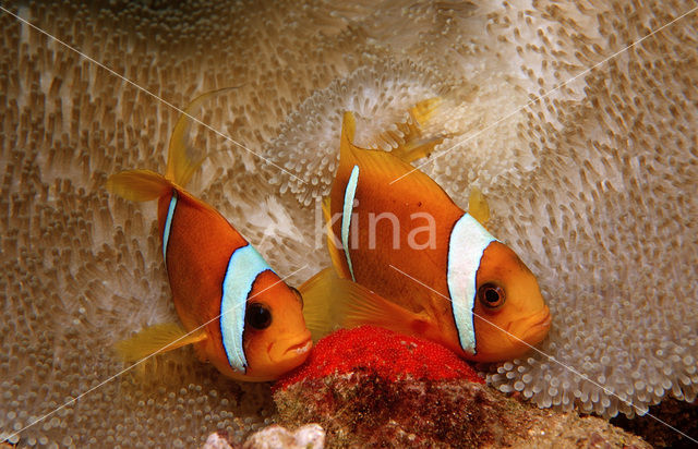 two-banded Anemonefish