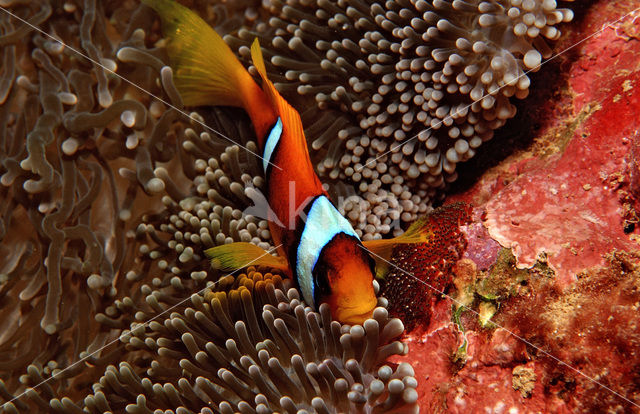 Rode zee anemoonvis (Amphiprion bicinctus)