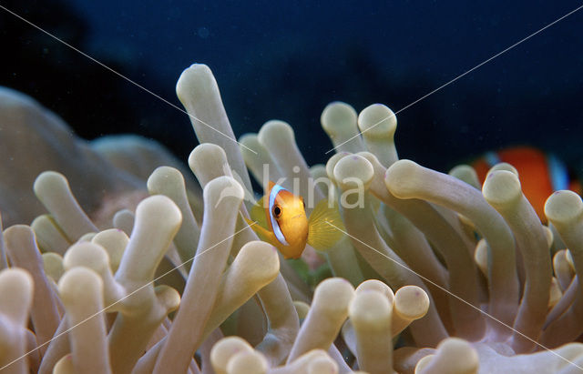 Rode zee anemoonvis (Amphiprion bicinctus)