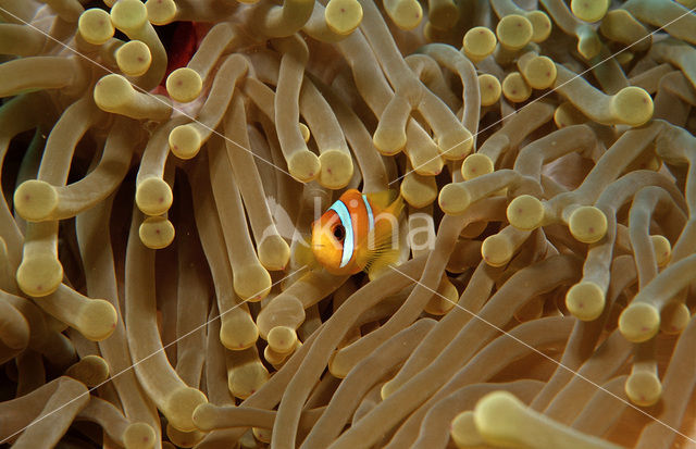 Rode zee anemoonvis (Amphiprion bicinctus)