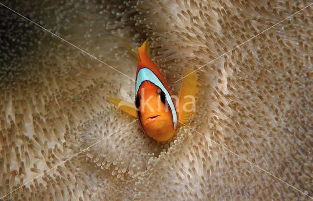 Rode zee anemoonvis (Amphiprion bicinctus)