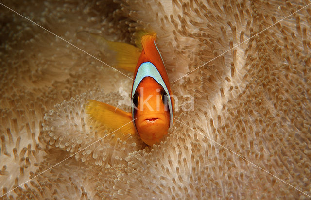 Rode zee anemoonvis (Amphiprion bicinctus)