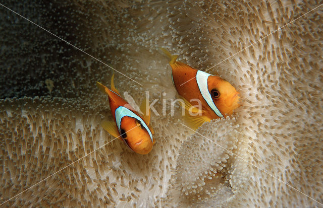 Rode zee anemoonvis (Amphiprion bicinctus)