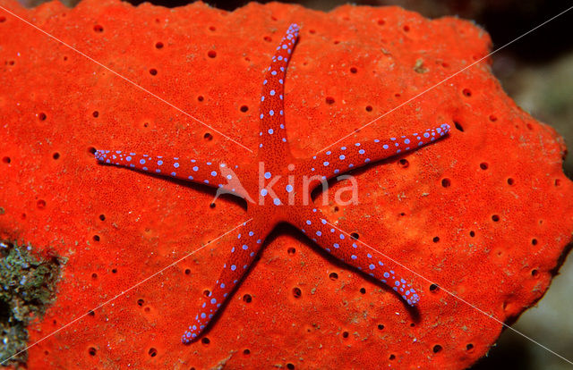 Sea Star