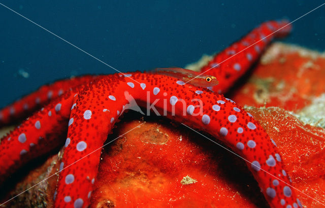 Sea Star