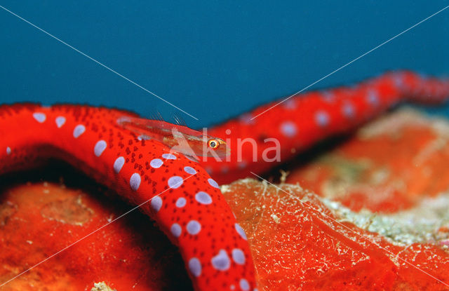 Sea Star