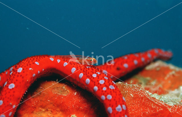 Sea Star