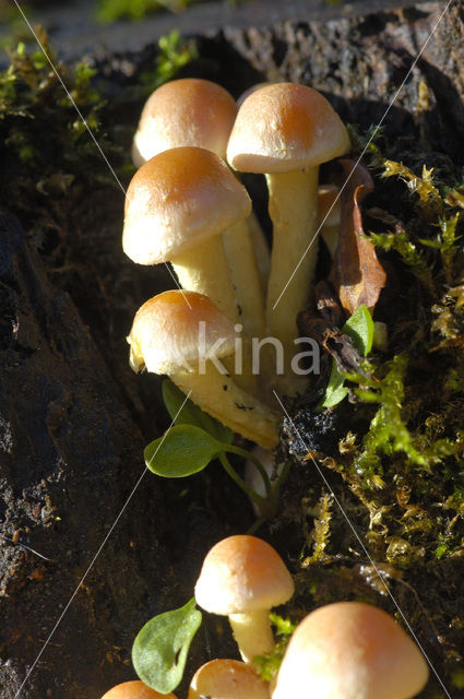 Rode zwavelkop (Psilocybe sublateritia)