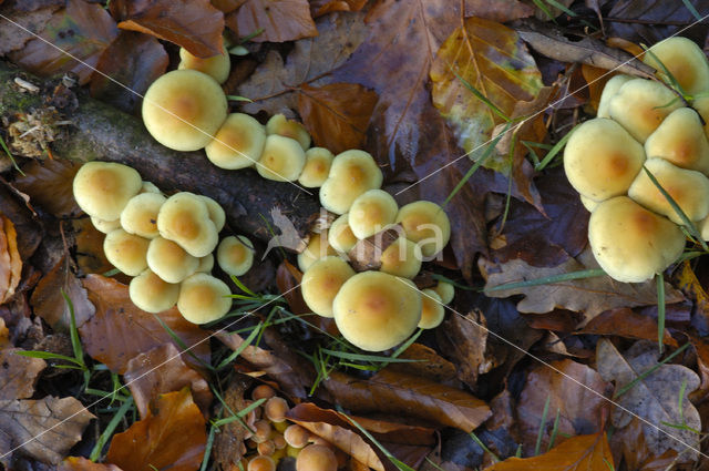 Cinnamon Cap (Psilocybe sublateritia)