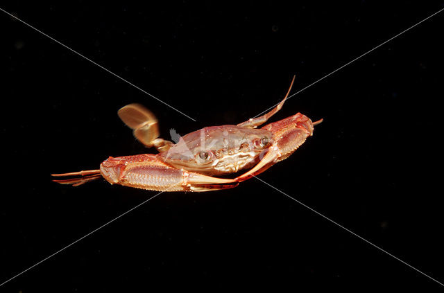 Red-legged Swimming Crab (Portunus convexus)