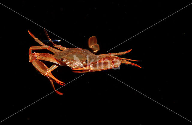 Red-legged Swimming Crab (Portunus convexus)