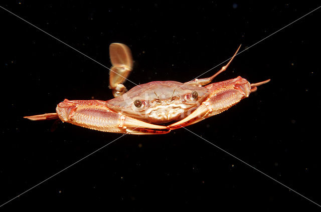 Red-legged Swimming Crab (Portunus convexus)