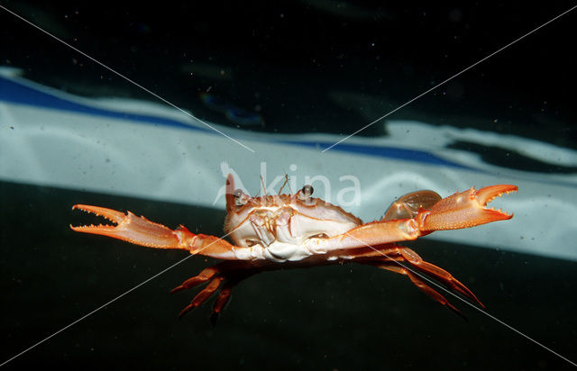 Red-legged Swimming Crab (Portunus convexus)