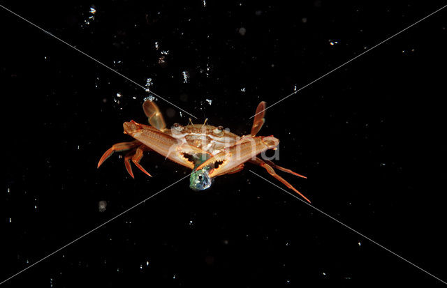 Red-legged Swimming Crab (Portunus convexus)