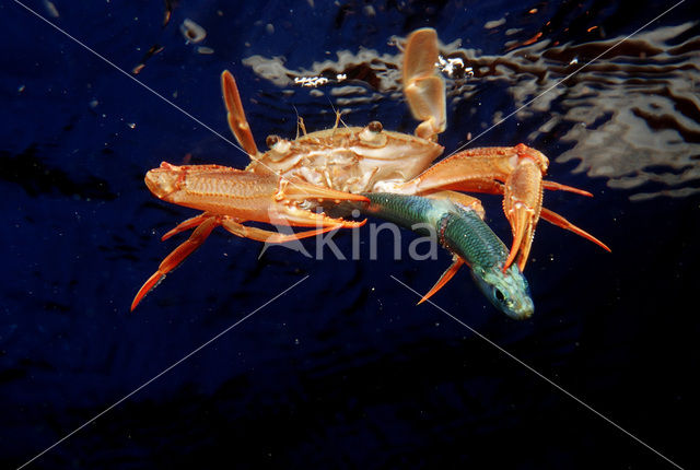 Red-legged Swimming Crab (Portunus convexus)
