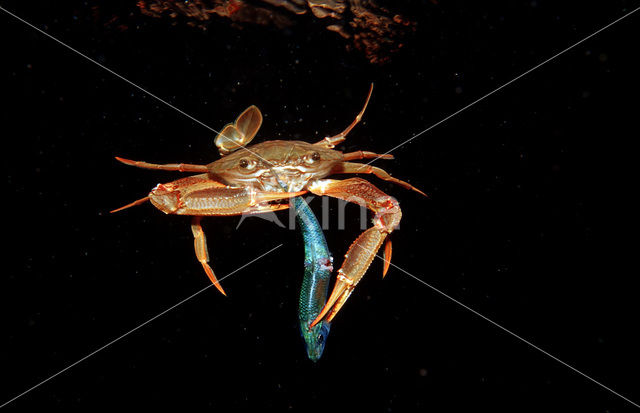 Red-legged Swimming Crab (Portunus convexus)