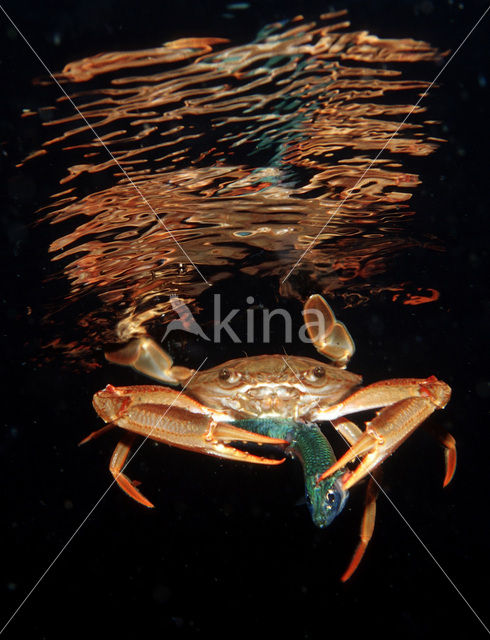 Red-legged Swimming Crab (Portunus convexus)