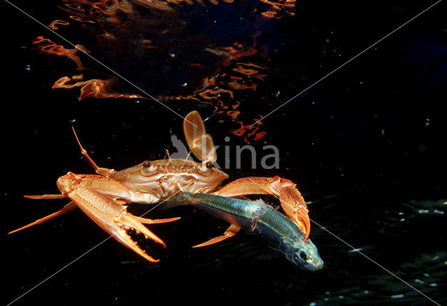 Red-legged Swimming Crab (Portunus convexus)