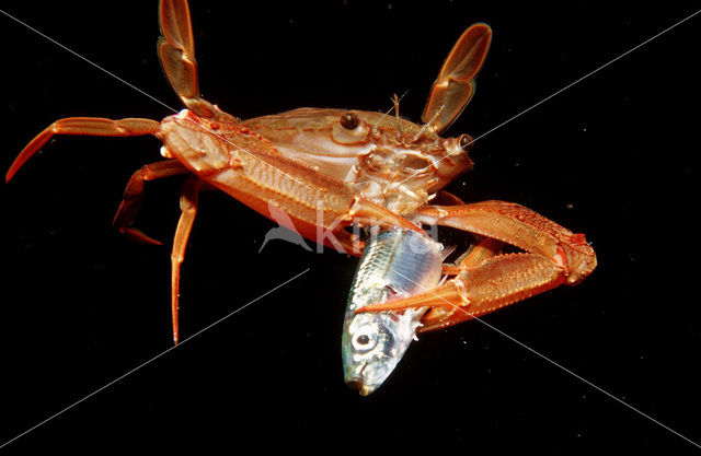 Red-legged Swimming Crab (Portunus convexus)