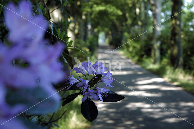 Rhododendron spec.