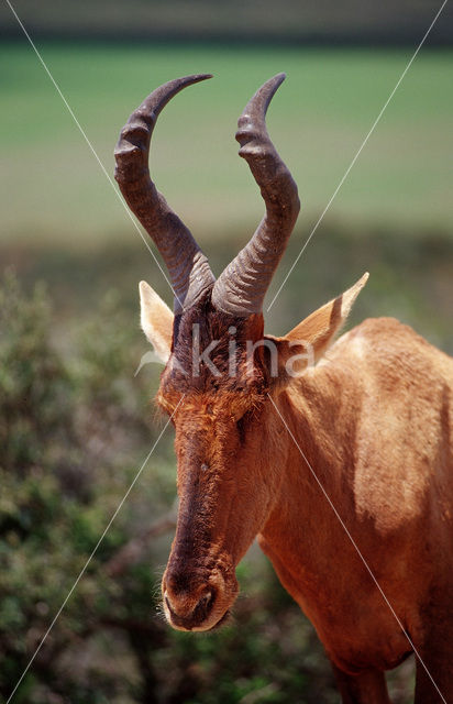Red hartebeest