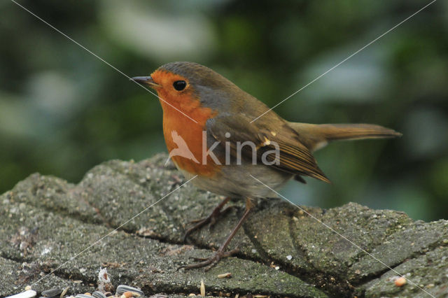 Roodborst