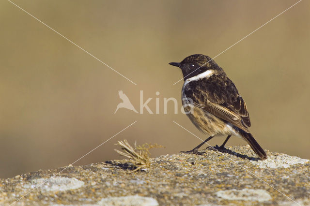 European Stonechat (Saxicola rubicola)