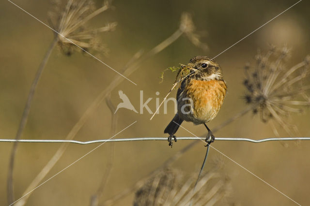 European Stonechat (Saxicola rubicola)