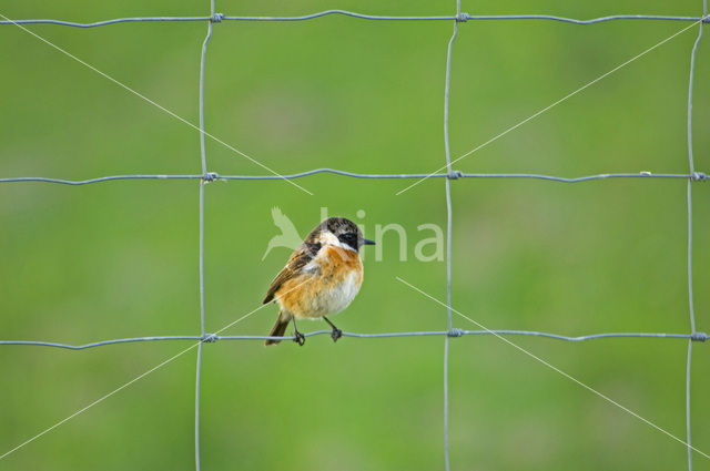 Stonechat (Saxicola rubicola)