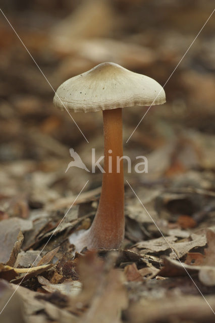 Roodbruine botercollybia (Collybia butyracea var. butyracea)