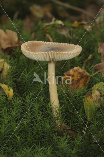 Tawny Grisette (Amanita fulva)