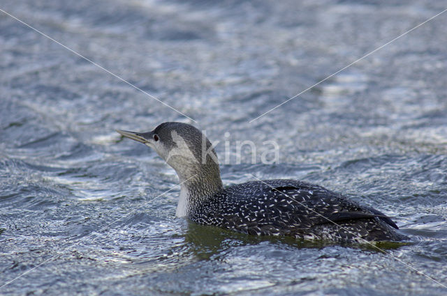 Red-throated Loon