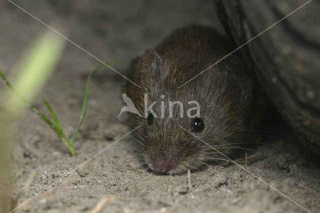 Rosse woelmuis (Clethrionomys glareolus)