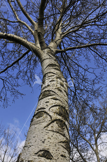 Ruwe berk (Betula pendula)