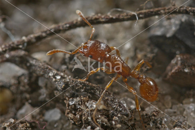 Sabelmier (Strongylognathus testaceus)