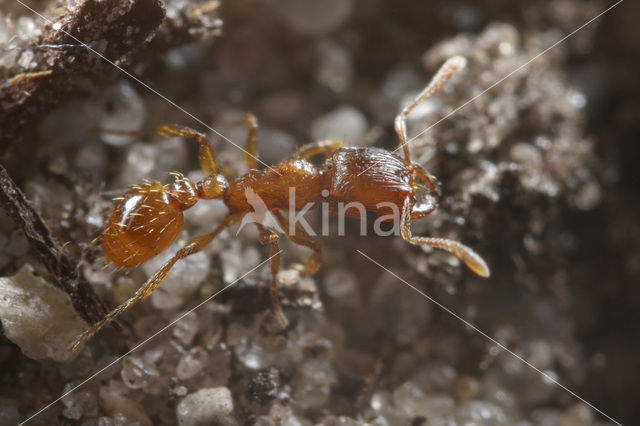 Sabelmier (Strongylognathus testaceus)