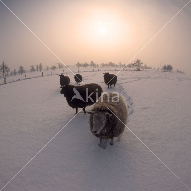 Sheep (Ovis domesticus)