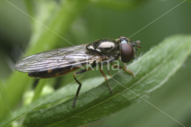 Schaduwplatvoetje (Platycheirus scutatus)