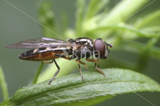 Schaduwplatvoetje (Platycheirus scutatus)