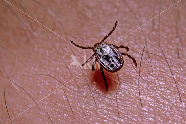 Tick (Ixodes ricinus)