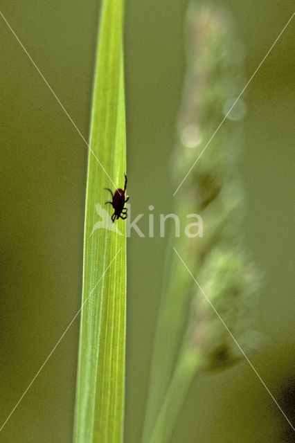 Schapenteek (Ixodes ricinus)