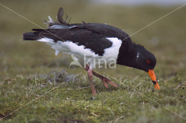Oystercatcher (Haematopus ostralegus)