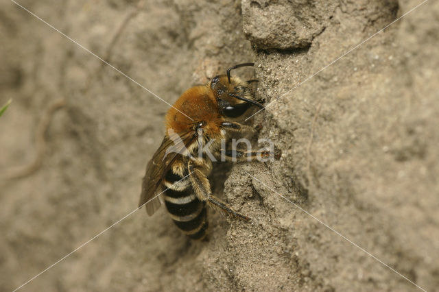 Plasterer Bee (Colletes halophilus)