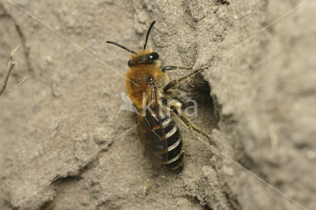 Schorzijdebij (Colletes halophilus)